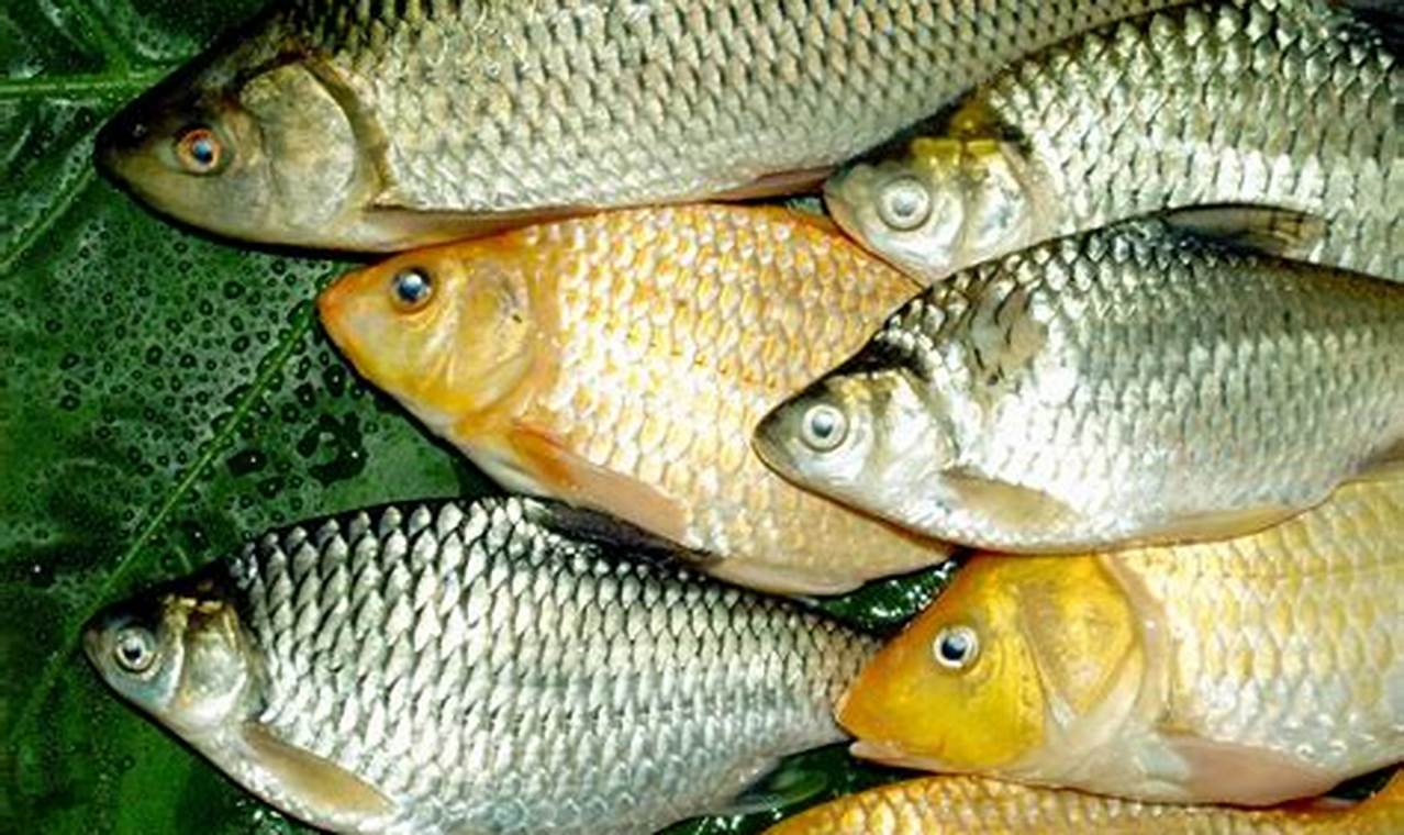 Discover: Best Freshwater Fish Food Choices + Tips! World’s Most Delicious Foods: Must-Try Dishes from Every Country Discover: Best Freshwater Fish Food Choices + Tips! | World’s Most Delicious Foods: Must-Try Dishes from Every Country