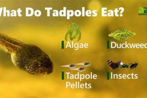 Tadpole Diet: Can Tadpoles Eat Fish Food Safely? World’s Most Delicious Foods: Must-Try Dishes from Every Country Tadpole Diet: Can Tadpoles Eat Fish Food Safely? | World’s Most Delicious Foods: Must-Try Dishes from Every Country