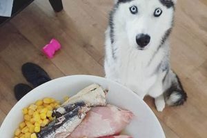 Best Dog Food for Siberian Husky Puppy Growth: Guide World’s Most Delicious Foods: Must-Try Dishes from Every Country Best Dog Food for Siberian Husky Puppy Growth: Guide | World’s Most Delicious Foods: Must-Try Dishes from Every Country