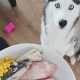 Best Dog Food for Siberian Husky Puppy Growth: Guide | World’s Most Delicious Foods: Must-Try Dishes from Every Country