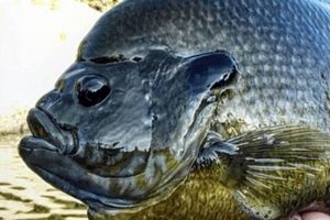 Best Fish Food for Bluegill: Boost Growth & Color! World’s Most Delicious Foods: Must-Try Dishes from Every Country Best Fish Food for Bluegill: Boost Growth & Color! | World’s Most Delicious Foods: Must-Try Dishes from Every Country