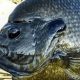 Best Fish Food for Bluegill: Boost Growth & Color! | World’s Most Delicious Foods: Must-Try Dishes from Every Country