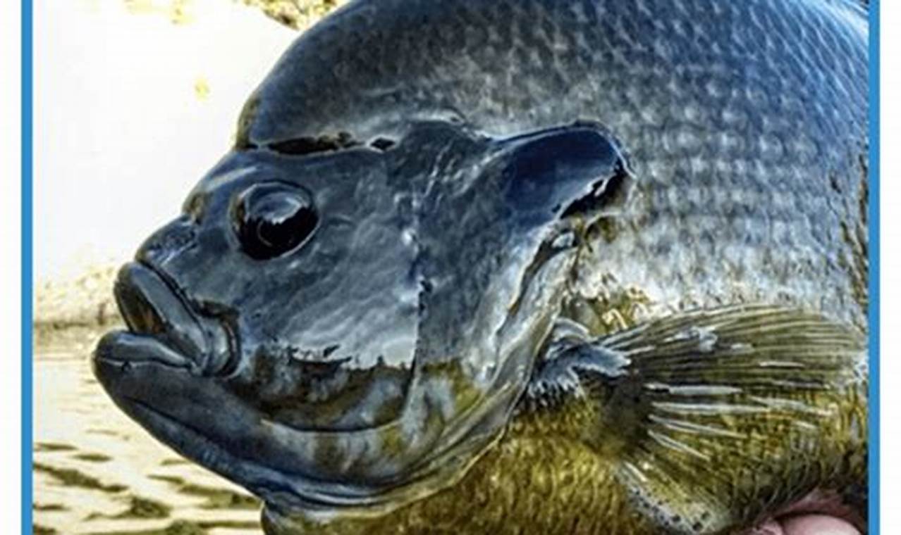Best Fish Food for Bluegill: Boost Growth & Color! World’s Most Delicious Foods: Must-Try Dishes from Every Country Best Fish Food for Bluegill: Boost Growth & Color! | World’s Most Delicious Foods: Must-Try Dishes from Every Country