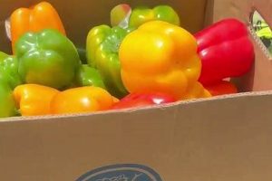 Find a Top Food Pantry in Staten Island, NY: Help & More World’s Most Delicious Foods: Must-Try Dishes from Every Country Find a Top Food Pantry in Staten Island, NY: Help & More | World’s Most Delicious Foods: Must-Try Dishes from Every Country