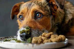 Help! Dog Eats Moldy Food: Risks & What To Do World’s Most Delicious Foods: Must-Try Dishes from Every Country Help! Dog Eats Moldy Food: Risks & What To Do | World’s Most Delicious Foods: Must-Try Dishes from Every Country