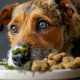 Help! Dog Eats Moldy Food: Risks & What To Do | World’s Most Delicious Foods: Must-Try Dishes from Every Country