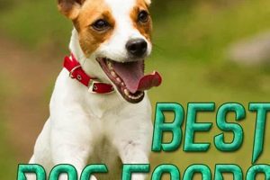 Top-Rated: Best Dog Food for Jack Russell in 2024! World’s Most Delicious Foods: Must-Try Dishes from Every Country Top-Rated: Best Dog Food for Jack Russell in 2024! | World’s Most Delicious Foods: Must-Try Dishes from Every Country