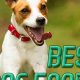 Top-Rated: Best Dog Food for Jack Russell in 2024! | World’s Most Delicious Foods: Must-Try Dishes from Every Country