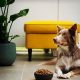 Do Dogs Get Bored? Can Dogs Get Tired of Their Food? | World’s Most Delicious Foods: Must-Try Dishes from Every Country
