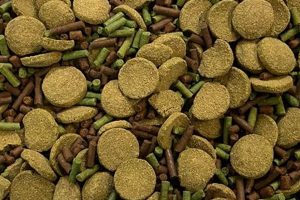 Best Bottom Feeder Fish Food: Guide & Brands World’s Most Delicious Foods: Must-Try Dishes from Every Country Best Bottom Feeder Fish Food: Guide & Brands | World’s Most Delicious Foods: Must-Try Dishes from Every Country