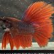 Betta Fish: How Long Can It Survive Without Food? +Tips | World’s Most Delicious Foods: Must-Try Dishes from Every Country