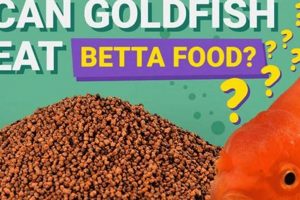 Feeding Fish: Can Goldfish Eat Betta Food? Guide World’s Most Delicious Foods: Must-Try Dishes from Every Country Feeding Fish: Can Goldfish Eat Betta Food? Guide | World’s Most Delicious Foods: Must-Try Dishes from Every Country