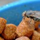 Prevent Fly Eggs on Dog Food: Protect Your Dog Now! | World’s Most Delicious Foods: Must-Try Dishes from Every Country