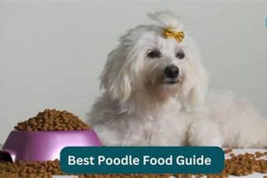 Finding the Best Poodle Food: Guide & Reviews World’s Most Delicious Foods: Must-Try Dishes from Every Country Finding the Best Poodle Food: Guide & Reviews | World’s Most Delicious Foods: Must-Try Dishes from Every Country