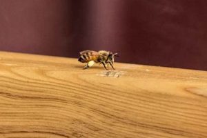Bee Survival: How Long Can Bees Survive Without Food + Tips World’s Most Delicious Foods: Must-Try Dishes from Every Country Bee Survival: How Long Can Bees Survive Without Food + Tips | World’s Most Delicious Foods: Must-Try Dishes from Every Country