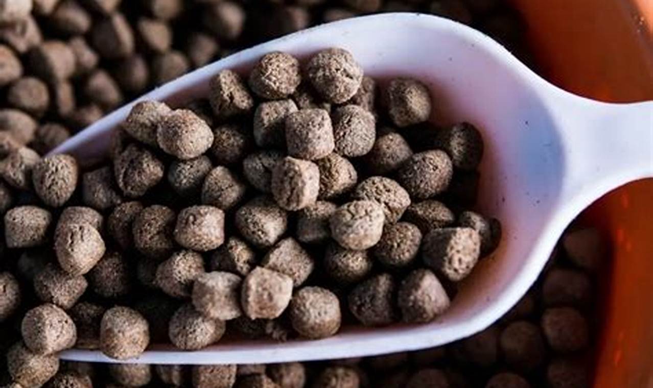 Best Fish Food Pellets: Nutrition & Feeding Guide World’s Most Delicious Foods: Must-Try Dishes from Every Country Best Fish Food Pellets: Nutrition & Feeding Guide | World’s Most Delicious Foods: Must-Try Dishes from Every Country