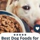Best Dog Food for Ear Infections: Prevention & Relief | World’s Most Delicious Foods: Must-Try Dishes from Every Country