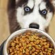 Top Rated: Best Puppy Food for Husky Growth + Tips | World’s Most Delicious Foods: Must-Try Dishes from Every Country