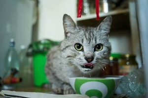Is Powdered Cellulose in Cat Food Good or Bad? (Explained) World’s Most Delicious Foods: Must-Try Dishes from Every Country Is Powdered Cellulose in Cat Food Good or Bad? (Explained) | World’s Most Delicious Foods: Must-Try Dishes from Every Country