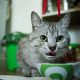 Is Powdered Cellulose in Cat Food Good or Bad? (Explained) | World’s Most Delicious Foods: Must-Try Dishes from Every Country