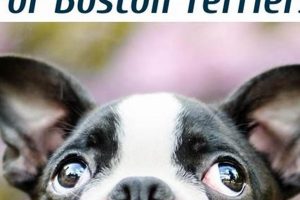 Top-Rated: Best Dry Dog Food for Boston Terriers - Guide World’s Most Delicious Foods: Must-Try Dishes from Every Country Top-Rated: Best Dry Dog Food for Boston Terriers - Guide | World’s Most Delicious Foods: Must-Try Dishes from Every Country