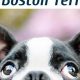 Top-Rated: Best Dry Dog Food for Boston Terriers - Guide | World’s Most Delicious Foods: Must-Try Dishes from Every Country
