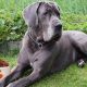 The BEST Dog Food for Great Dane Puppy: Expert Choices | World’s Most Delicious Foods: Must-Try Dishes from Every Country