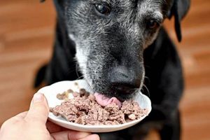 Wet Food Woes? Dog Eating Wet Food But Not Drinking Water Tips World’s Most Delicious Foods: Must-Try Dishes from Every Country Wet Food Woes? Dog Eating Wet Food But Not Drinking Water Tips | World’s Most Delicious Foods: Must-Try Dishes from Every Country