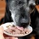Wet Food Woes? Dog Eating Wet Food But Not Drinking Water Tips | World’s Most Delicious Foods: Must-Try Dishes from Every Country
