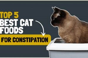 Top Picks: Best Dry Cat Food for Constipation Relief Tips World’s Most Delicious Foods: Must-Try Dishes from Every Country Top Picks: Best Dry Cat Food for Constipation Relief Tips | World’s Most Delicious Foods: Must-Try Dishes from Every Country