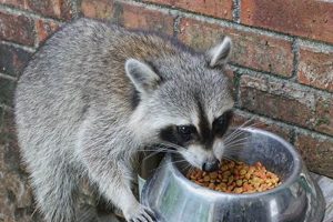 Raccoons & Cat Food: Can Raccoons Eat Cat Food Safely? World’s Most Delicious Foods: Must-Try Dishes from Every Country Raccoons & Cat Food: Can Raccoons Eat Cat Food Safely? | World’s Most Delicious Foods: Must-Try Dishes from Every Country