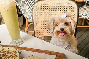 Find Pet Friendly Food Places Near Me: Dine With Your Dog! World’s Most Delicious Foods: Must-Try Dishes from Every Country Find Pet Friendly Food Places Near Me: Dine With Your Dog! | World’s Most Delicious Foods: Must-Try Dishes from Every Country