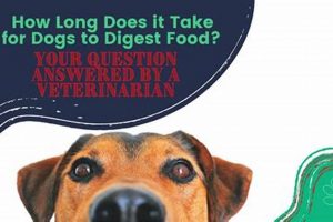 Dog Digestion: How Long Does It Take Dogs To Digest Their Food? Guide World’s Most Delicious Foods: Must-Try Dishes from Every Country Dog Digestion: How Long Does It Take Dogs To Digest Their Food? Guide | World’s Most Delicious Foods: Must-Try Dishes from Every Country