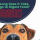 Dog Digestion: How Long Does It Take Dogs To Digest Their Food? Guide | World’s Most Delicious Foods: Must-Try Dishes from Every Country