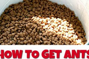 Cat's Guide: How to Get Ants Out of Cat Food Quickly! World’s Most Delicious Foods: Must-Try Dishes from Every Country Cat's Guide: How to Get Ants Out of Cat Food Quickly! | World’s Most Delicious Foods: Must-Try Dishes from Every Country