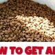 Cat's Guide: How to Get Ants Out of Cat Food Quickly! | World’s Most Delicious Foods: Must-Try Dishes from Every Country