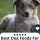 The Best Dog Food for Mini Aussie: Top Picks & Guide | World’s Most Delicious Foods: Must-Try Dishes from Every Country