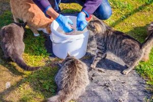 Best Cat Food for Stray Cats: Nourish & Thrive World’s Most Delicious Foods: Must-Try Dishes from Every Country Best Cat Food for Stray Cats: Nourish & Thrive | World’s Most Delicious Foods: Must-Try Dishes from Every Country