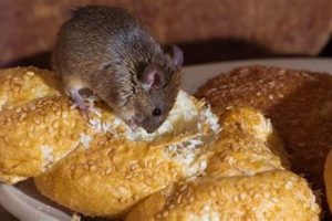 Survival: How Long Can a Mouse Live Without Food & Water? World’s Most Delicious Foods: Must-Try Dishes from Every Country Survival: How Long Can a Mouse Live Without Food & Water? | World’s Most Delicious Foods: Must-Try Dishes from Every Country