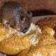 Survival: How Long Can a Mouse Live Without Food &amp; Water? | World’s Most Delicious Foods: Must-Try Dishes from Every Country