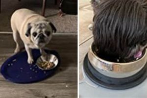 Top-Rated Best Food Bowl for Dogs with No Teeth: Easy Feeding! World’s Most Delicious Foods: Must-Try Dishes from Every Country Top-Rated Best Food Bowl for Dogs with No Teeth: Easy Feeding! | World’s Most Delicious Foods: Must-Try Dishes from Every Country