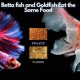 Betta Diet: Can I Feed My Betta Fish Goldfish Food? [Explained] | World’s Most Delicious Foods: Must-Try Dishes from Every Country