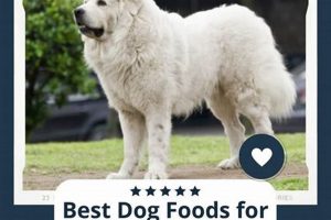 Top Rated: Best Puppy Food for Great Pyrenees (Expert Picks) World’s Most Delicious Foods: Must-Try Dishes from Every Country Top Rated: Best Puppy Food for Great Pyrenees (Expert Picks) | World’s Most Delicious Foods: Must-Try Dishes from Every Country