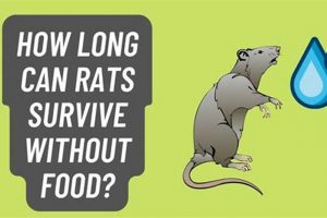Rats: How Long Can They Survive Without Food? (Tips) World’s Most Delicious Foods: Must-Try Dishes from Every Country Rats: How Long Can They Survive Without Food? (Tips) | World’s Most Delicious Foods: Must-Try Dishes from Every Country