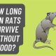 Rats: How Long Can They Survive Without Food? (Tips) | World’s Most Delicious Foods: Must-Try Dishes from Every Country