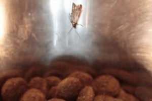 Dog Food Bugs: Why They're Harmful + Prevention Tips World’s Most Delicious Foods: Must-Try Dishes from Every Country Dog Food Bugs: Why They're Harmful + Prevention Tips | World’s Most Delicious Foods: Must-Try Dishes from Every Country