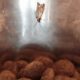 Dog Food Bugs: Why They're Harmful + Prevention Tips | World’s Most Delicious Foods: Must-Try Dishes from Every Country