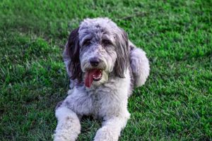 Guide: Best Dog Food for Aussiedoodles + Top Picks World’s Most Delicious Foods: Must-Try Dishes from Every Country Guide: Best Dog Food for Aussiedoodles + Top Picks | World’s Most Delicious Foods: Must-Try Dishes from Every Country