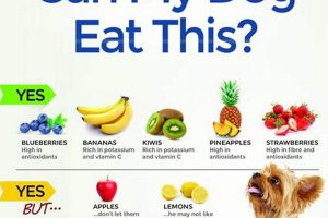 Best Dog Food With Fruits & Veggies: Healthy Choices World’s Most Delicious Foods: Must-Try Dishes from Every Country Best Dog Food With Fruits & Veggies: Healthy Choices | World’s Most Delicious Foods: Must-Try Dishes from Every Country