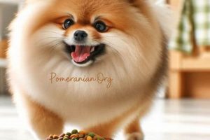 Top Picks: Best Food for Pomeranian Puppies (Guide) World’s Most Delicious Foods: Must-Try Dishes from Every Country Top Picks: Best Food for Pomeranian Puppies (Guide) | World’s Most Delicious Foods: Must-Try Dishes from Every Country
